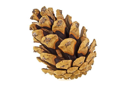 Pine cone on a white background