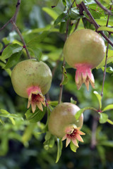 Pomegranate, the fruit of luck and New Year's Eve