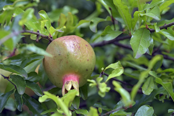 Pomegranate, the fruit of luck and New Year's Eve