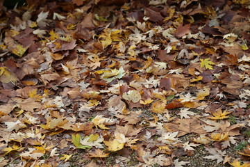 Autumn leaves lie on the asphalt