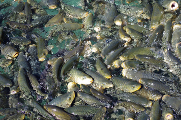 Fish in Urfa, Turkey