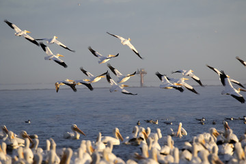 Flying pelican flock