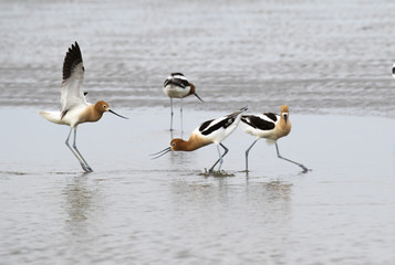American avocet in  menacing pose