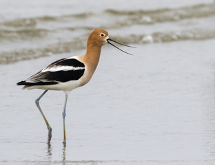 The American avocet