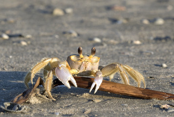 Atlantic ghost crab