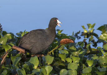 The American coot on blue sky background
