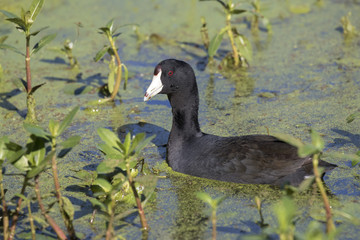 The American coot