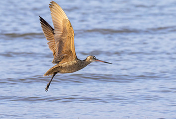 The marbled godwit flying