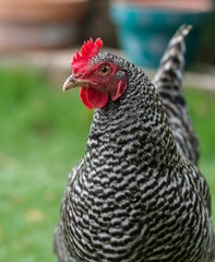 Plymouth Rock hen chicken