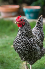 Plymouth Rock hen chicken