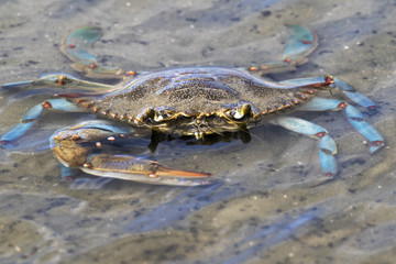 Atlantic Blue Crab 
