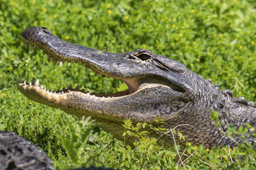 alligator with open mouth at Brazos Bend State Park
