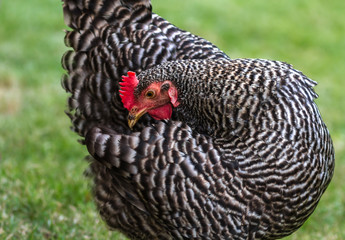 Plymouth Rock hen chicken
