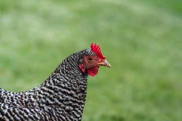Plymouth Rock hen chicken