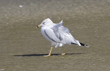 Ring billed gull