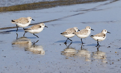 Flock oF Sanderlings Running Through Beach