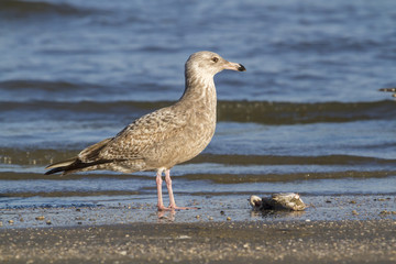 Herring Gull