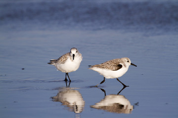 Obraz premium Two Sanderlings With Reflection In Water