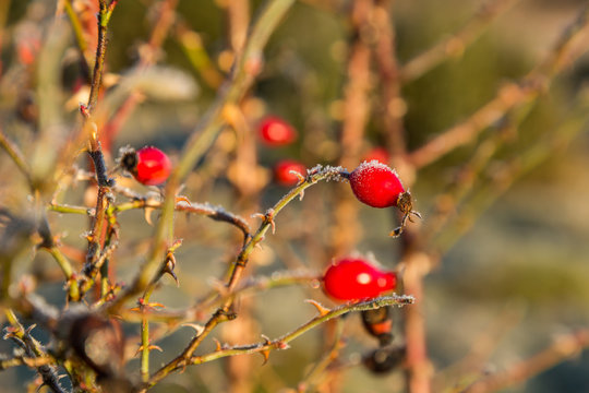 R&ouml;da nypon med frost p&aring; rosbuske