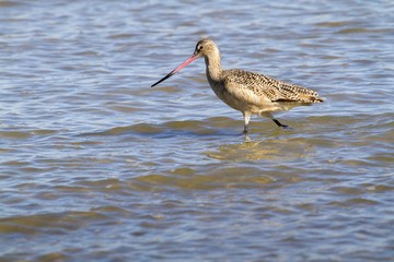The marbled godwit in the ocean 
