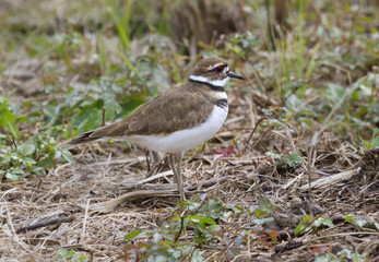Killdeer at Aransas NWR