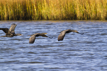 Neotropic Cormorants Flying over Galveston bay