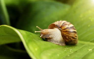 The snail is walking slowly. On green leaves in the morning.