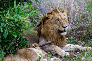 lion
