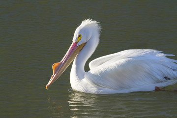 American white pelican at Galveston Bay Close Up
