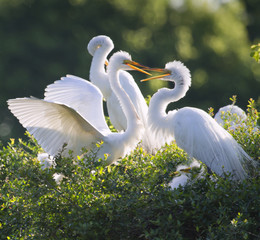 Great white heron family