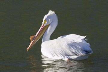 American white pelican at Galveston Bay