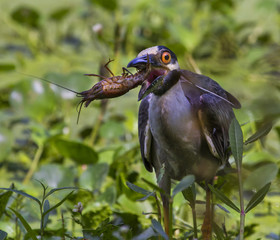yellow-crowned night heron dropping crowish 
