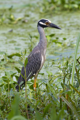 yellow-crowned night heron staying about water