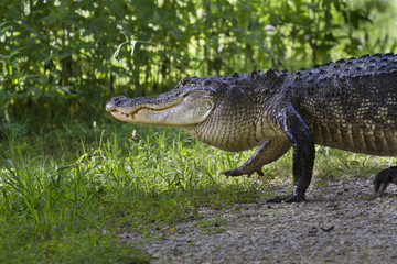 Alligator at Brazos Bend State Park walking