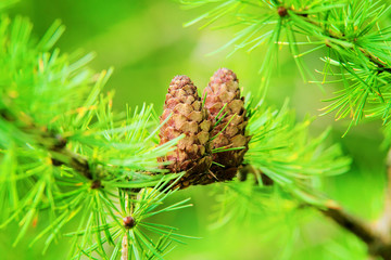 Larch cones. European larch Larix decidua Mill branches with seed cones and foliage on larch tree growing in forest. 