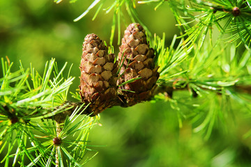 Larch cones. European larch Larix decidua Mill branches with seed cones and foliage on larch tree growing in forest. 