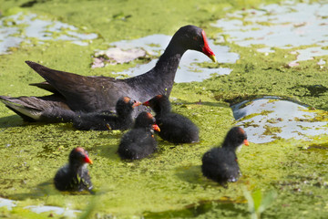 Common gallinule with chicks