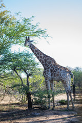 girafe