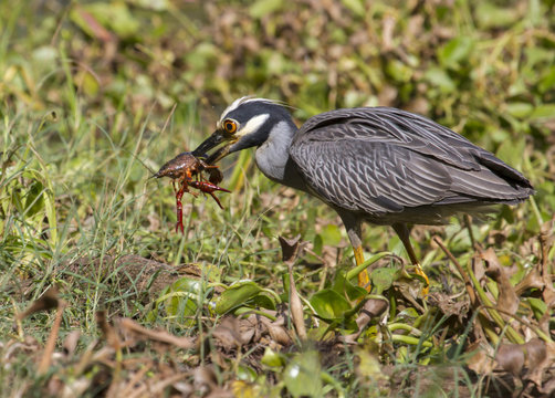 yellow-crowned night heron eating crowfish