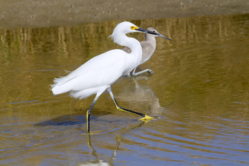 Great white heron walking