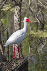 American white ibis near pond