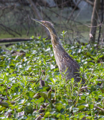  American bittern in the swamp