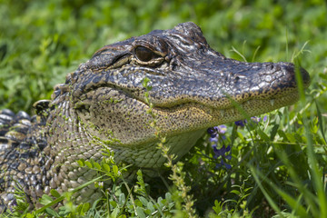 alligator snout