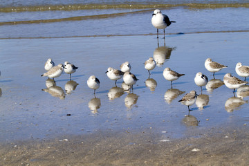 sanderlings reflected in blue water