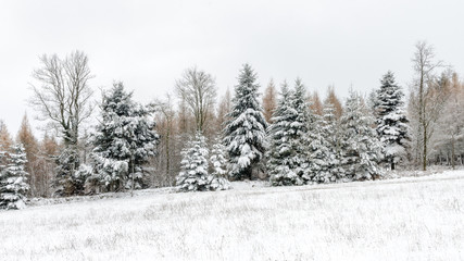 some pine under snow