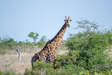 girafe