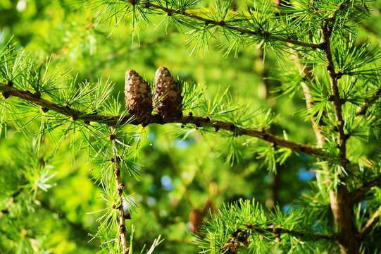 Larch cones. European larch Larix decidua Mill branches with seed cones and foliage on larch tree growing in forest. Selective focus.