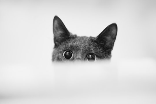 Close up monochrome shot of dark grey cat with big eyes curiously peeking out from behind white paper. Copy, empty space for text
