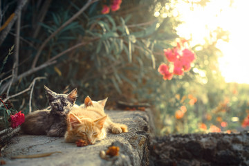 Sunset Cats
