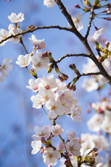 桜（ソメイヨシノ）の花